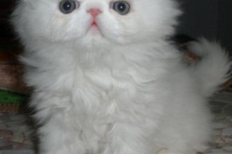 Cats Persian Kittens , 6 Nice Persians Cats For Sale In Cat Category