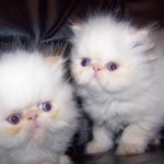 champion bloodline persian , 6 Lovely Himalayan Persian Cats For Sale In Cat Category