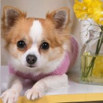 chihuahua pup , 9 Cute Chiuaua Puppies For Sale In Ohio In Dog Category