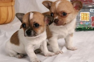 Chihuahua Puppies , 8 Cute Chiuaua Puppies For Sale In Pa In Dog Category
