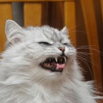 chinchilla cat , 8 Nice Persian Cat Shedding In Cat Category