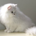 chinchilla coat for men , 9 Charming Chinchilla Persian Cat In Cat Category