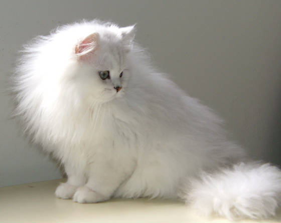 Cat , 9 Charming Chinchilla Persian Cat : Chinchilla Coat For Men