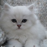 chinchilla persian kittens , 8 Lovely Persian Chinchilla Cat In Cat Category