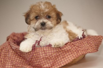 Corgi Puppies , 8 Cute Shichon Puppies For Sale In Nj In Dog Category