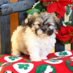 dachshund puppies , 8 Cute Shichon Puppies For Sale In Nj In Dog Category