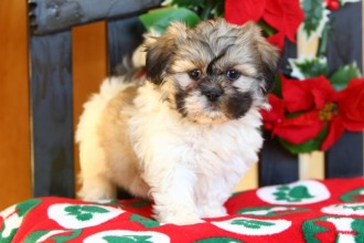 Dachshund Puppies , 8 Cute Shichon Puppies For Sale In Nj In Dog Category