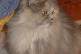 Diego Cats Himalayan , 8 Cool Persian Himalayan Cats In Cat Category