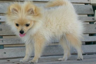 Doggies Puppy , 6 Cool Pomeranian Puppy Uglies In Dog Category