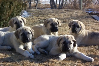 Dogs Kangal , 7 NIce Kurdish Kangal Puppies For Salekurdish Kangal Puppies For Sale In Dog Category