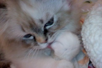 Face Persian Kitten , 6 Cute Doll Face Persian Cat In Cat Category