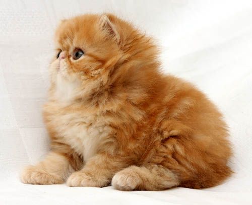 Cat , 7 Cute Persian Cat Lifespan : Ginger Persian Cat