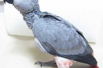 Grey Parrot Price Image , 8 Nice African Grey Parrot Price In Birds Category
