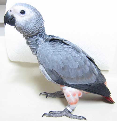 Birds , 8 Nice African Grey Parrot Price : Grey Parrot Price Image