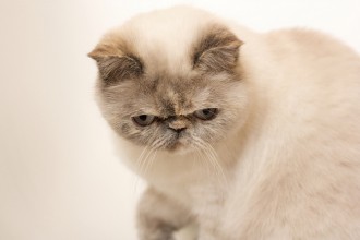 Hair Persian Kitten , 8 Good Short Haired Persian Cat In Cat Category