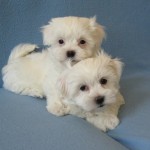 havanese breeders , 7 Cute Yuppy Puppy Havanese In Dog Category