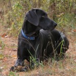 ridge weimeraners  , 4 Cool Weinheimer Puppies For Sale In Dog Category