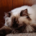 himalayan cat , 7 Charming Persian Himalayan Cat In Cat Category