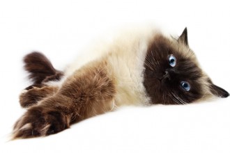 Himalayan Cat Photo , 8 Cool Persian And Himalayan Cat Rescue In Cat Category