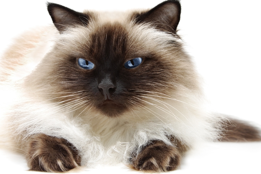 himalayan cat picture Biological Science Picture