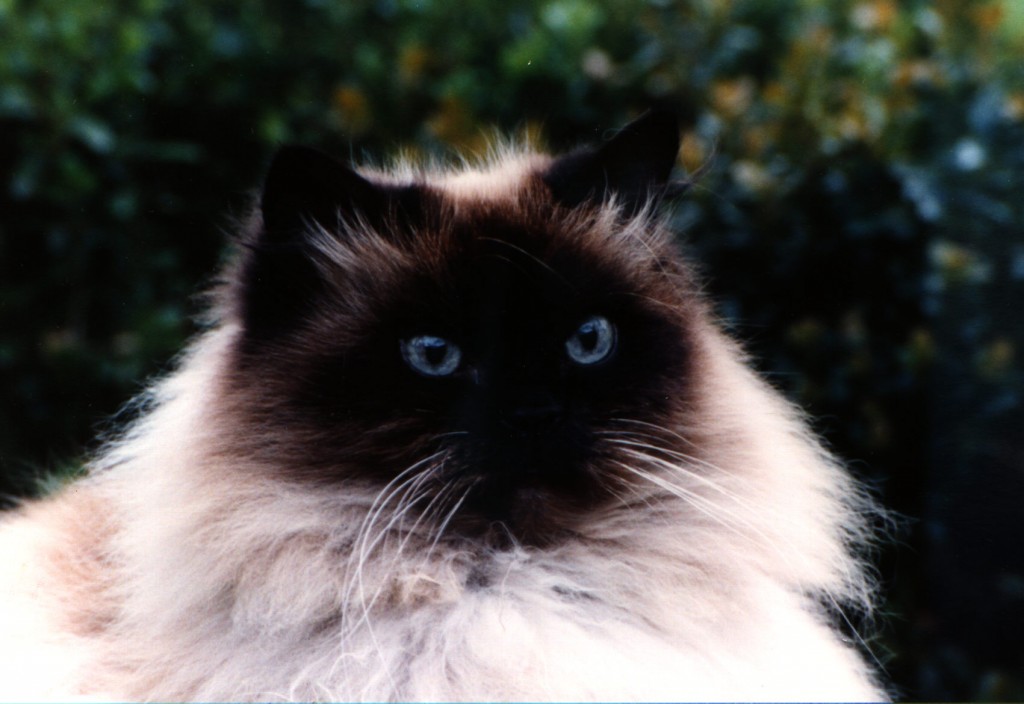 himalayan cat Biological Science Picture Directory