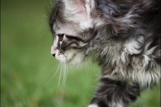 Himalayan Cats , 9 Good Do Persian Cats Shed In Cat Category