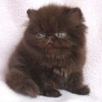himalayan kitten for sale , 9 Fabulous Persian Cats Breeders In Cat Category