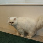 himalayan kitten , 7 Cool Persian Cat Haircuts In Cat Category