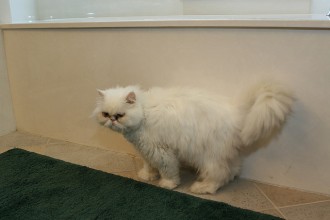 Himalayan Kitten , 7 Cool Persian Cat Haircuts In Cat Category
