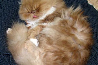 Himalayan Persian Cat , 9 Cute Persian Himalayan Cat Rescue In Cat Category