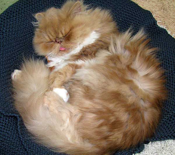 Cat , 9 Cute Persian Himalayan Cat Rescue : Himalayan Persian Cat