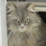 himalayan persian cat , 9 Cute Persian Himalayan Cat Rescue In Cat Category