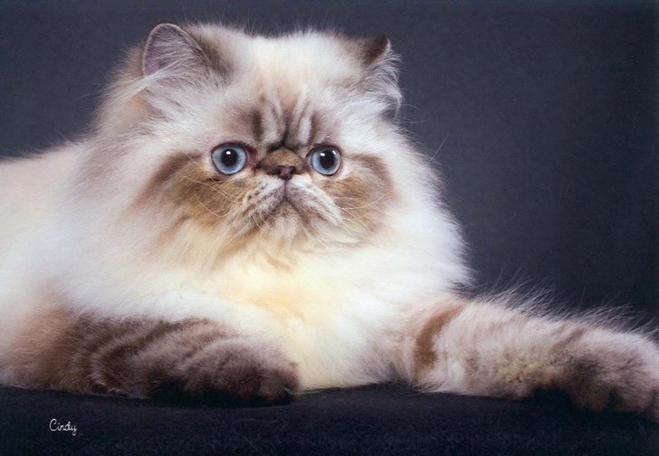 Cat , 8 Cool Persian Himalayan Cats : Himalayan Persian Cat