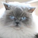 himalayan persian cat , 8 Cool Persian Himalayan Cats In Cat Category