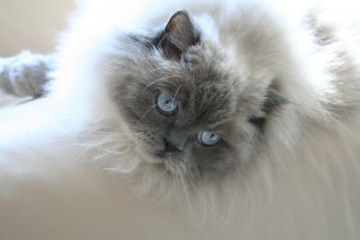 himalayan persian in Butterfly