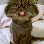 himalayan seal point , 7 Cool Persian Cat Haircuts In Cat Category