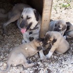 kangal dog puppies , 7 NIce Kurdish Kangal Puppies For Salekurdish Kangal Puppies For Sale In Dog Category