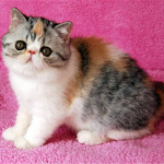 kittens for sale , 8 Fabulous Shorthair Persian Cat In Cat Category
