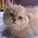 kittens that are healthy , 6 Cute Doll Face Persian Cat In Cat Category