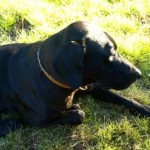 labrador retriever , 4 Cool Weinheimer Puppies For Sale In Dog Category