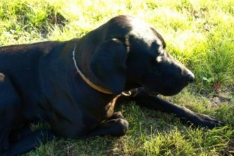 Labrador Retriever , 4 Cool Weinheimer Puppies For Sale In Dog Category