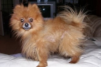 Maltese Puppies , 6 Cool Pomeranian Puppy Uglies In Dog Category
