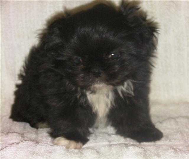 Dog , 7 Cute Peekapoo Puppies For Sale In Pa : Miniature Schnauzer