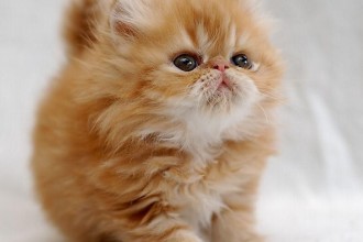  Names For Girl Cats , 8 Beautiful Persian Names For Cats In Cat Category