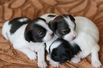 New Born Puppy , 7 Cute Do Puppies Have Umbilical Cords In Dog Category