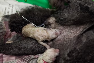 Newborn Puppies , 7 Cute Do Puppies Have Umbilical Cords In Dog Category