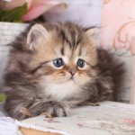 norwegian forest cat for sale , 8 Cool Teacup Persian Cats For Sale In Cat Category