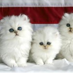 norwegian forest cat for sale , 9 Lovely Persian Cats For Sale In Indiana In Cat Category