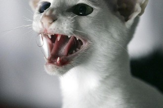 oriental shorthair cat in Cat