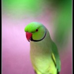 parakeet , 7 Wonderful African Ringneck Parrot In Birds Category